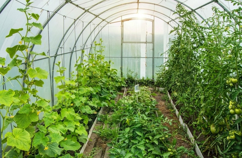 Какой поликарбонат выбрать для теплицы: критерии выбора и полезные советы