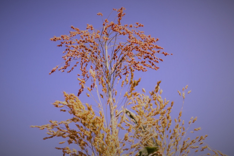 Из чего делают веники для подметания и как связать веник самому: советы и инструкция
