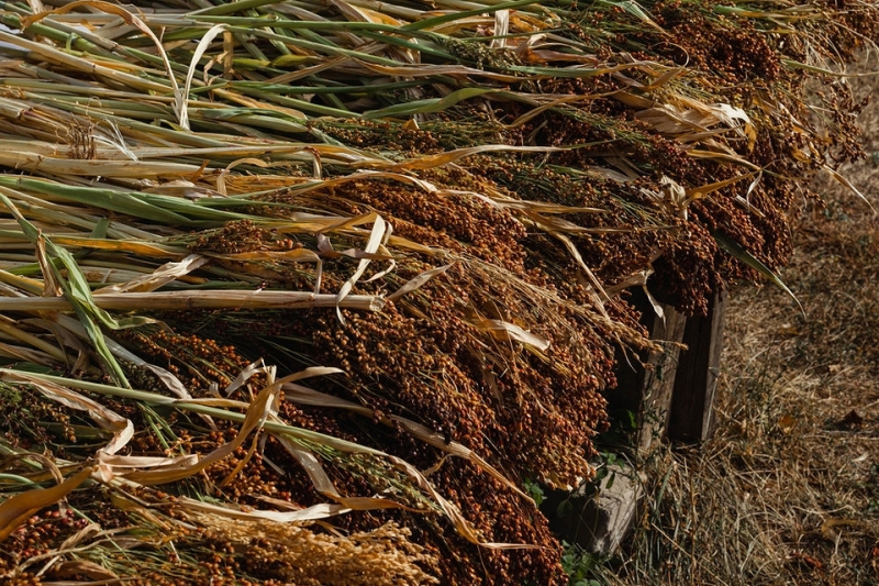 Из чего делают веники для подметания и как связать веник самому: советы и инструкция